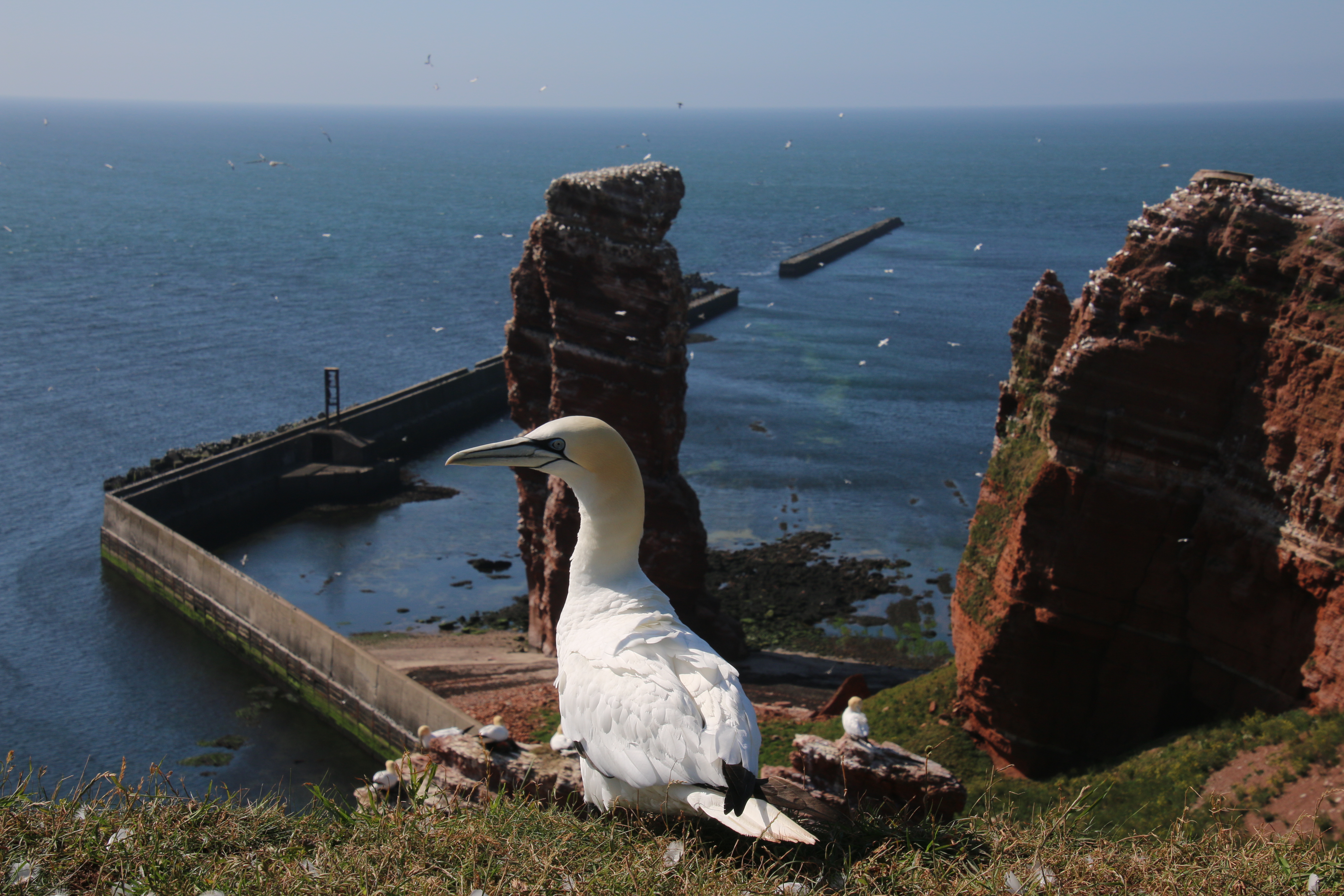Foto: Basstölpel vor der Langen Anna auf Helgoland (Foto: Ralf Metzdorf)