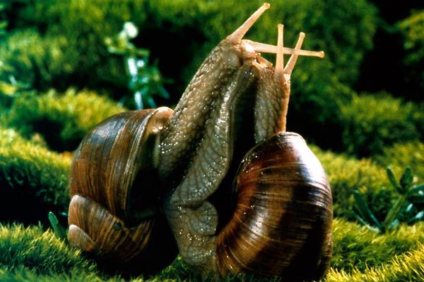 Auch Schnecken zählen im Film zum „Volk der Gräser“ (Foto: Rainer Sohst).