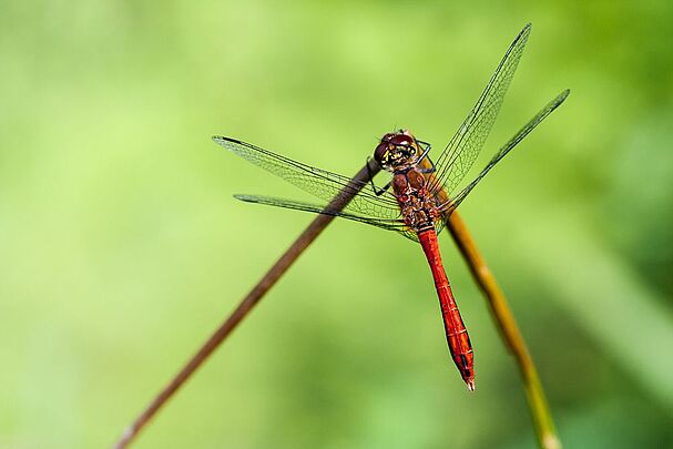 Blutrote Heidelibelle (Foto: Falko Heidecke)